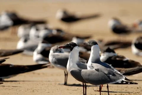 Crowded Beach Stock Photos