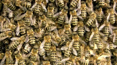 Crowded Beehive Video stock 12290065
