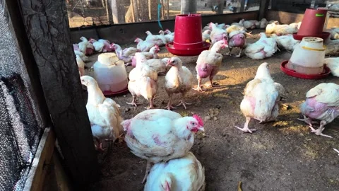 Crowded Broiler Chickens in Rustic Coop: Reality of Industrial Meat Production Stock Footage 318945784
