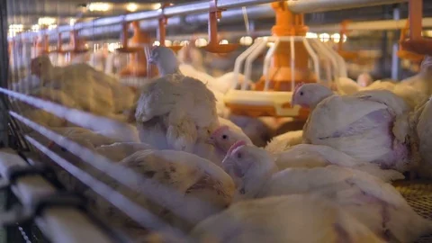 A crowded cage with broilers sitting or feeding from the plastic pan. Stock Footage 84167088