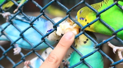 Crowded in a cage Stock Footage 50150614
