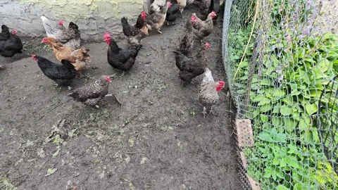 Crowded chicken coop scene with hens and roosters moving behind metal mesh Video stock 343515966