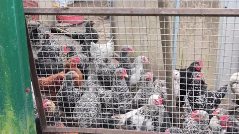 Crowded chicken coop scene with hens and roosters moving behind metal mesh Video stock 343516001