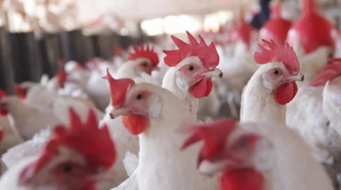Crowded chicken farm Video stock 39844814