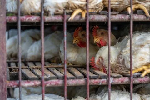 Crowded chickens behind bars in transport cage in Ubud Stock Photos