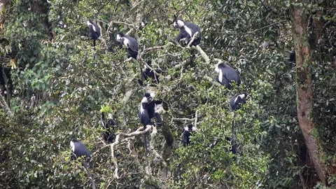 Crowded colobus monkeys resting together on tree branches - Animal Interaction Stock Footage 339701146