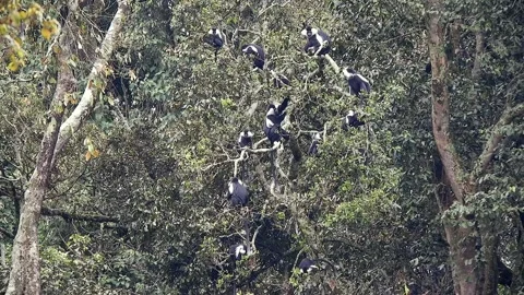 Crowded colobus monkeys resting together on tree branches - Woodland Ecosystem Stock Footage 339701322