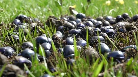 Crowded dung beetles feeding on fresh manure - Animal Activity and Beetle Swarm Stock Footage 339698838