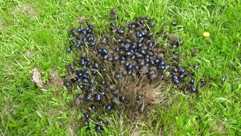 Crowded dung beetles feeding on fresh manure - Animal Activity and Pasture Life Stock Footage 339699015