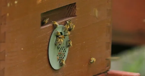 Crowded gate into wooden bee hive. Bees arriving with legs wrapped by pollen Stock Footage 136485157