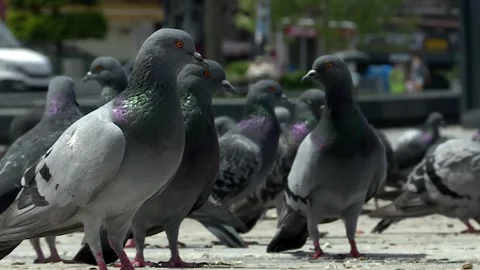 Crowded group of pigeons Video stock 147022229