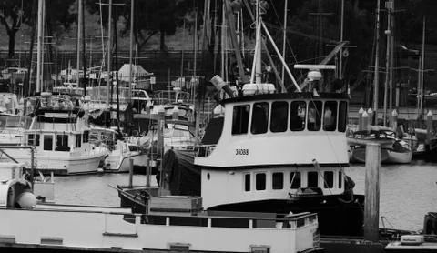 CROWDED MARINA Stock Photos