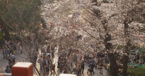 Crowded Park in Japan with Cherry Blossoms Stock Footage