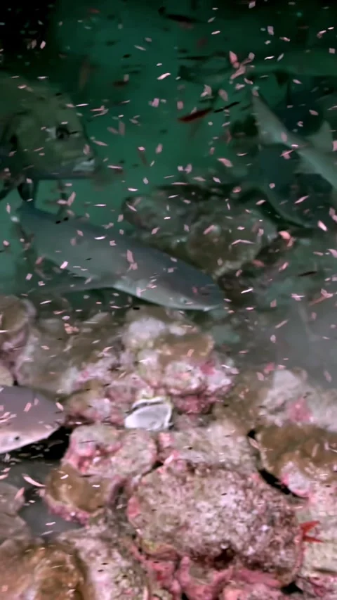 Crowded Reef Sharks Swimming Through Cloud of Small Reef Fish 스톡 동영상 344911355