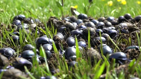 Crowded scarab beetles feed on manure across green meadow grass - Grass Surface Stock Footage 339373330