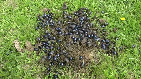 Crowded scarab beetles feed on manure - Grass Surface and Decomposition Process Stock Footage 339373363