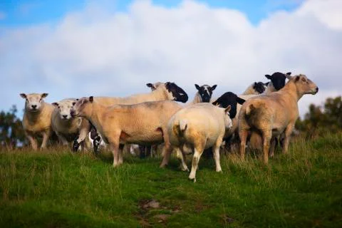 Crowded sheep for warmth  Stock Photos