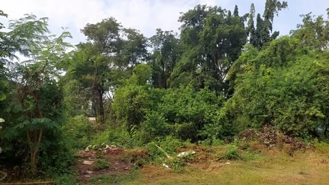 Crowded Trees in Town Stock-Footage 301418802