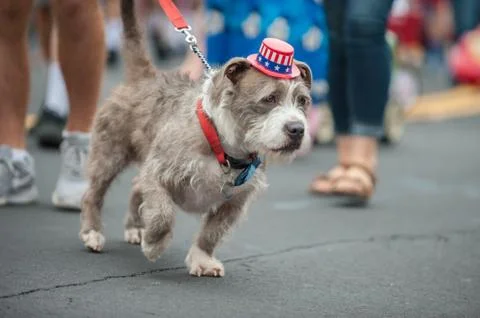 Crowded walking space for adorable parade dog Stock Photos