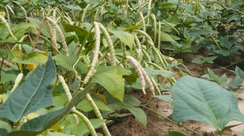 Crowder Peas Farming Stock Footage 11940488