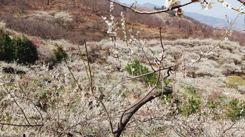 Crowds and Couples Walking Under Blooming Maehwa Trees in Early Spring, Korea Stock Footage 329904656
