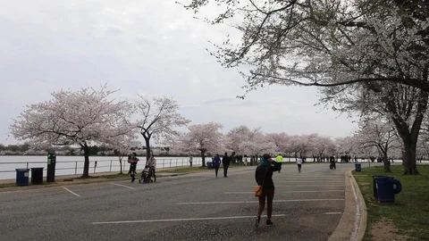 Crowds gather at the Tidal Basin during COVID-19 Stock Footage 127057563
