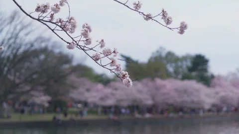 Crowds pass through Cherry Blossoms across the water in Washington DC Stock Footage 301919416