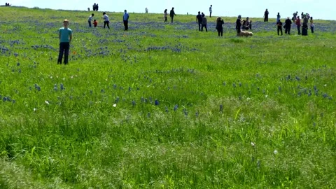 Crowds of people are swarming the fields of bluebonnets on this 2021 spring day Vídeos de archivo 153764464