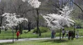 Crowds of People Passing in NYC Central Park, Cherry Trees Spring New York City HD Footage