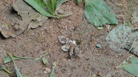 Crowds of red ant biting moth. Stock Footage 116917629
