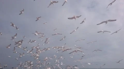 Crowds of Seagulls Stock Footage 65020023