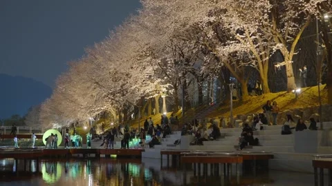 Crowds sit on tiered steps beneath tall cherry blossom trees along Yangjae Stock Footage 341548727