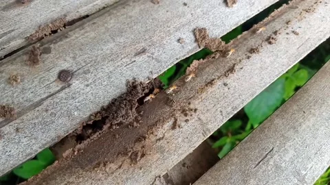 Crowds of termites walking on old bamboo Stock Footage 233137472
