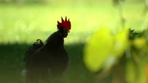 Crowing Cock Stock Footage 10736262