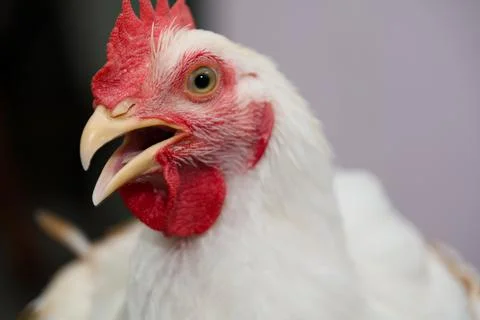 Crowing Glory Stock Photos