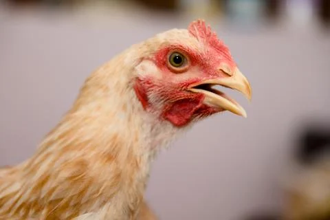 Crowing Glory Portrait of a Hen Stock Photos