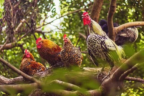 Crowing rooster and hens on tree branches Stock Photos