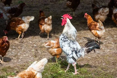 Crowing rooster between hens Foto stock