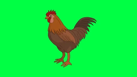 Rooster Crowing Green Screen Stock Footage ~ Royalty Free Stock Videos |  Pond5