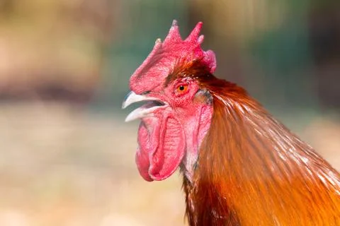 Crowing rooster, free range Stock Photos