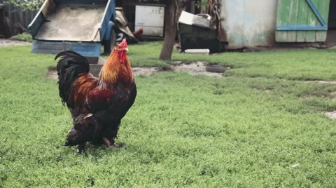 Crowing rooster in profile in the farmyard Stock Footage 51619823