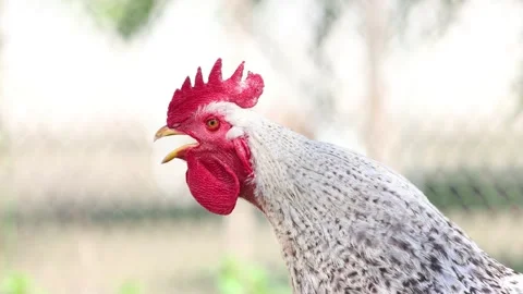 Crowing rooster on a spring morning Stock Footage 236047977