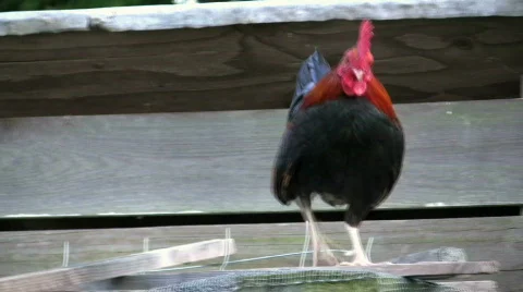 Crowing roosters compete pt. one Stock Footage 144179