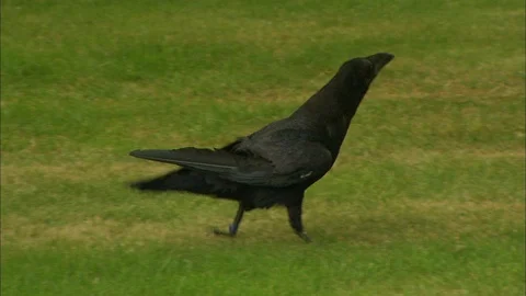 Crowing walking on grass and crowing Video stock 95598982