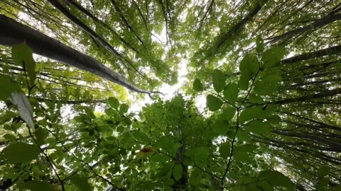 Crown and foliage of beech trees in the forest. Bottom view Video stock 255042362