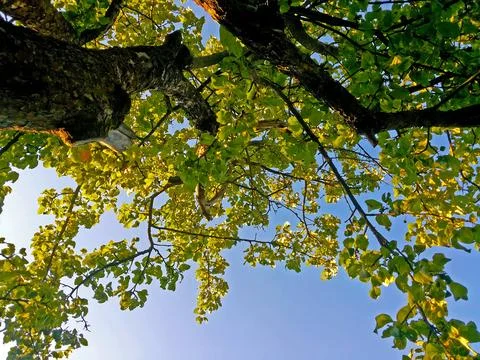 The crown of an apple tree is seen from bottom to top against the backgroun. Stock Photos