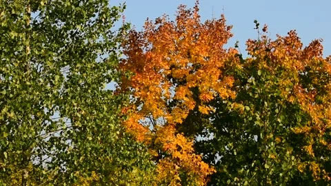 Crown of autumn maple among trees with green foliage Stock Footage 139972213