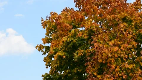 Crown of autumn maple on a background of the sky Vidéo 139972389
