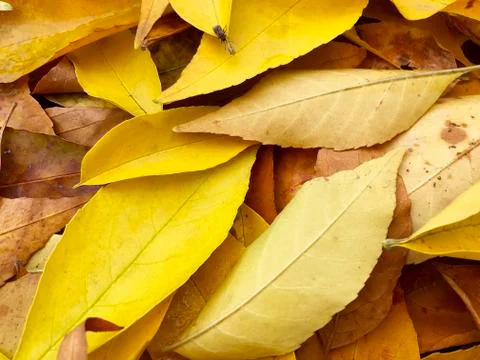 Crown of autumn maple tree. Stock Photos