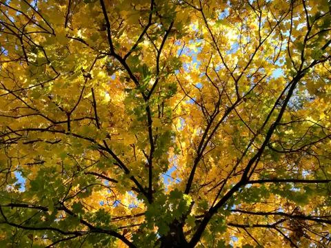Crown of autumn maple tree. Stock Photos